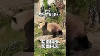 Shake shake panda灵岩冒烟了？ #panda #熊猫 #cute #熊猫界顶流 #funny #animals #可愛 #搞笑