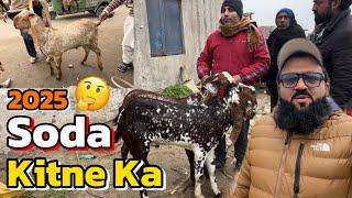 Live soda | itna rate eid par keya bane ga  makhi china desi Bakre | Lahore Bakra Mandi shapur