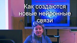 Как формируются нейронные связи в мозге человека. Мозг человека