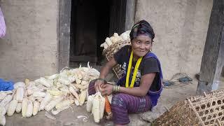 Harvesting technology of maize in village || Rural life