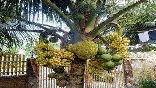 WOW! Strange coconut trees - Amazing Agriculture Technology