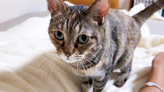 【飼い主大好き猫】お姉ちゃんに文句が止まらない猫が可愛すぎました