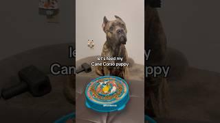 let’s feed my Cane Corso puppy