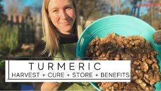 How to Harvest & Replant Turmeric | Wash, Cure + Store | Medicinal Benefits & Uses | Growing Tips