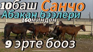 Кутман тахсырдан Абакан бээлери эрте бооз.Санчо да сатылат