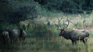 Incredible First ELK Encounter Of 2024