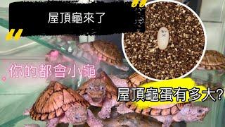 屋頂龜來了 現代都會小龜 適合新手的蛋龜 Kinosternon carinatus