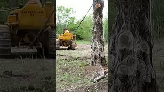 1941Cat D2 vs. The Tree #shorts #caterpillar