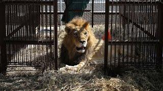 Rescued Circus Lions Get a Chance at a New Life