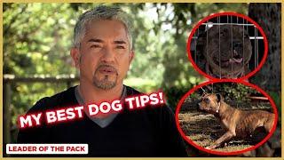 Learn the Basics of Dog Training (Staffordshire Bull Terrier) | Leader of the Pack