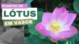 Como Plantar a Lótus em vasos? #lotus #biologia #plantas