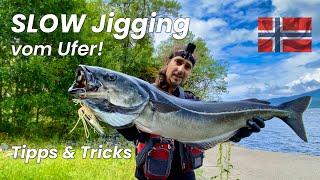 Irre! 1 Wurf = 3 Drill-Aussteiger / Slow Jigging Seelachse Tipps Tricks Norwegen