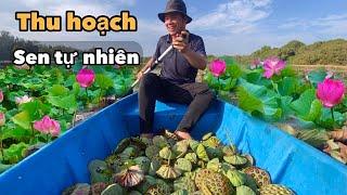 Thu Hoạch Sen Tươi Mang Về Làm Mứt Hạt Sen