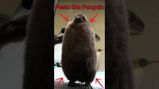 Meet Pesto: The Adorable Giant Baby Penguin #animals