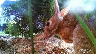 2020 Baby Bunnies Rabbit Nest