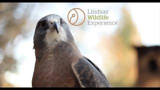 Lindsay Wildlife Experience: The Value of Connecting with Wildlife