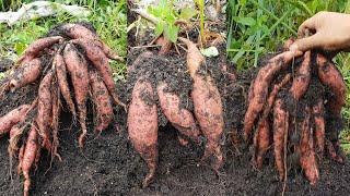 How to grow sweet potatoes plant / how to plant sweet potatoes in sacks