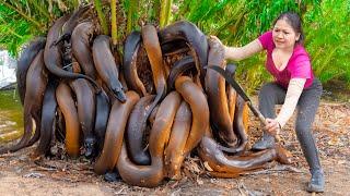 Surviving A Week in the Forest | Harvesting Giant Monster Eel Go To Sell - Hồng Ca Harvesting