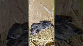 java finch nest