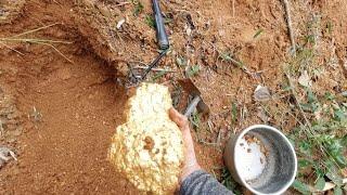 Gold hunter uses mining tools to dig up gold nuggets