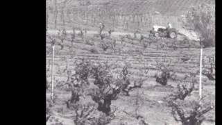 A Brief History of San Diego Wine