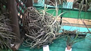 Barry Landau's Tropical Planet - Culver City Bromeliad Show 2015 - Part 1