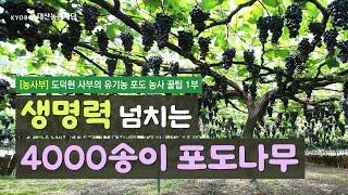 [농사부]  #도덕현 사부 (1) 생명력 넘치는 4000송이 포도나무 재배 비결