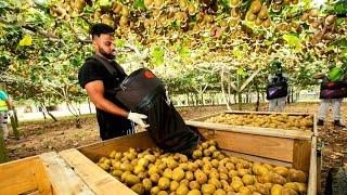  AWESOME DAY ON KIWI FRUIT ORCHARD NEW ZEALAND