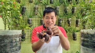 MANGOSTEEN: MADALING ITANIM SA TIMBA, PATUBUIN AT ALAGAAN