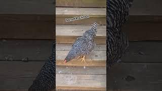 Barred Rock Hen 6 months old. #backyardflock #chickens #barredrock #chickenlife