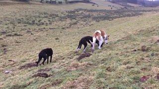 Bolting rabbits to the pups and molly