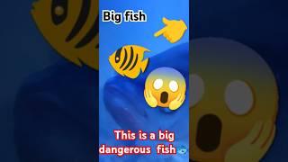 This is a big dangerous fish #natural #fish #fishfeel #fishnature #vairalvideo #subscribe