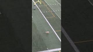 Sheep scores touchdown at the #Riders game!