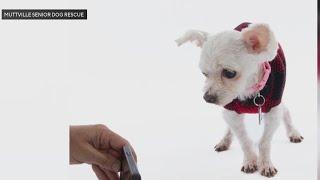 Muttville Senior Dog Rescue gives dogs makeovers to help them get adopted