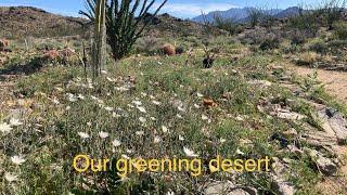 Our greening the desert project