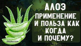 Алоэ: Применение и Польза  Как, Когда и Почему?