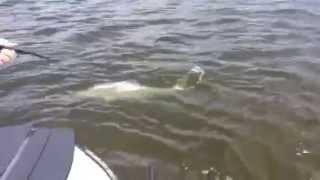 April Chokoloskee Tarpon Fishing Report with Capt Kevin Mihailoff