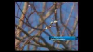 На Крещение распустилась верба