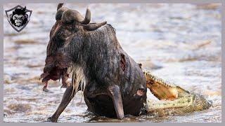 10 Painful Moments! When Wildebeests Were Ambushed By Crocodiles, Can They Survive | Animal Attack