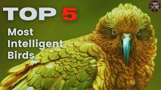 Top 5 Most Intelligent Birds in the World