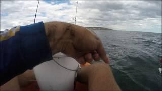 How to Catch Squid off Kayak Seacliff/Marino Rocks 3 squid 60 seconds!