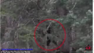 Curious Ape Creature Caught on Camera in California