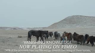 Nokota horses from Vanishing Knowledge