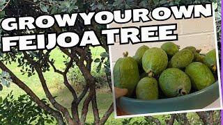 Growing a FEIJOA TREE from planting to harvest