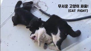  살벌한 고양이 영역싸움 (노약자 시청금지) / Cat fight / 고양이 싸움