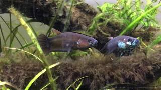 Betta pallifina Courtship Behavior