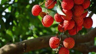 The life of  Lychee｜Planting growing and harvesting Litchi chinensis in modern agriculture