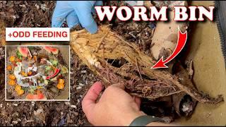 Huge Worm Bin Feeding Plus One Strange Item! | Vermicompost Worm Farm