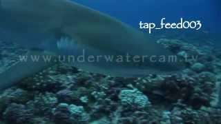 silvertip shark feeding stock footage reel01