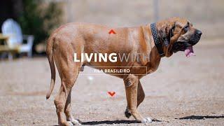 LIVING WITH FILA BRASILEIRO